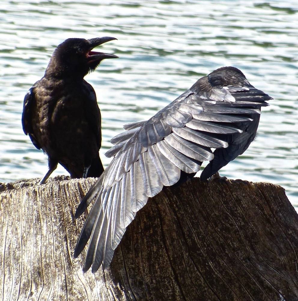 Juvenile Common Raven siblings. by corvidaceous is licensed under CC BY-NC-SA 2.0